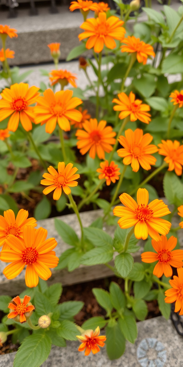 Orange flowers 3 Phone Wallpaper