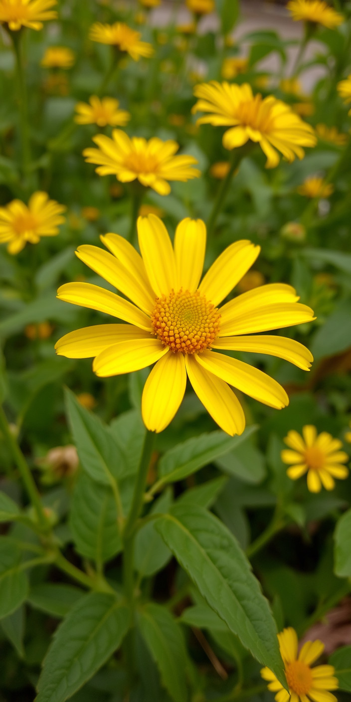 Yellow flower 8 Phone Wallpaper