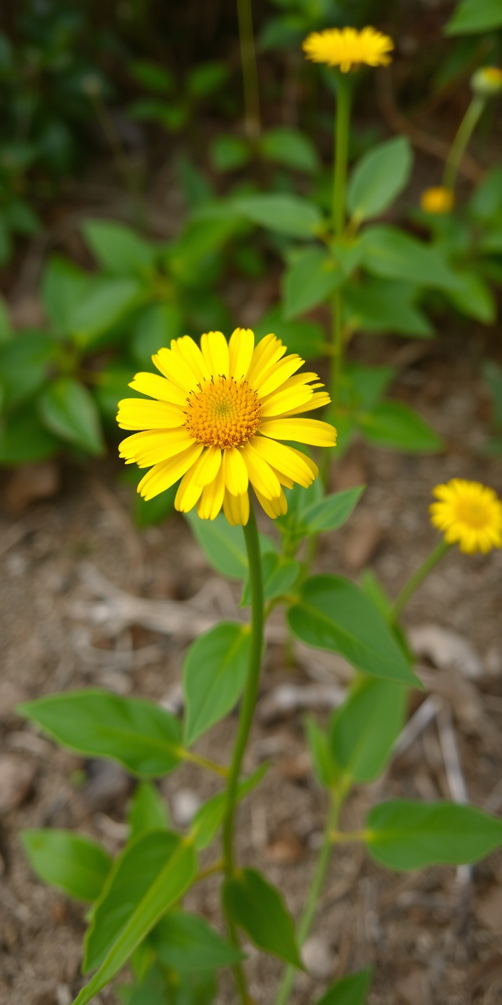 Yellow flower 9 Phone Wallpaper