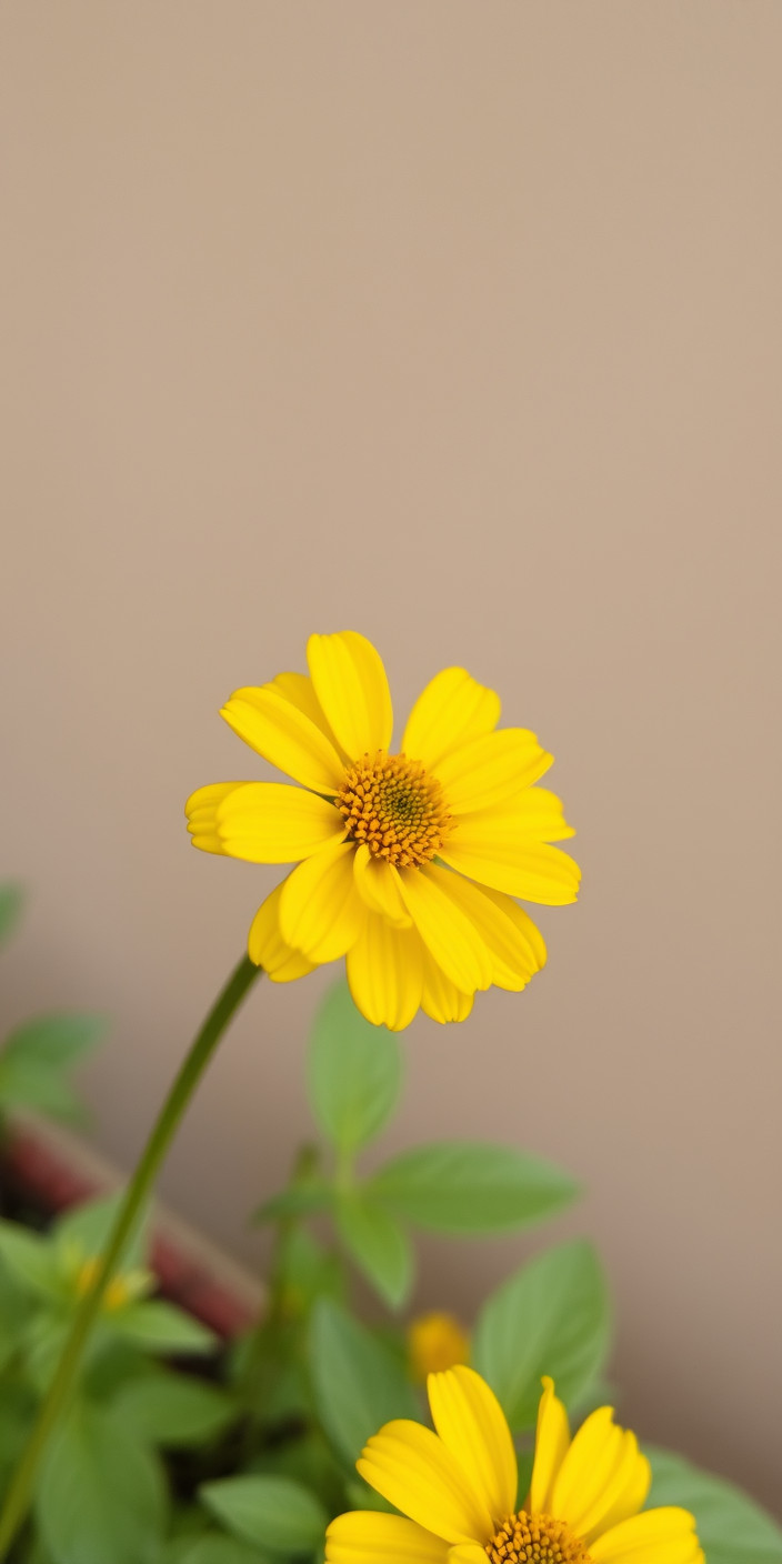 Yellow flower 3 Phone Wallpaper